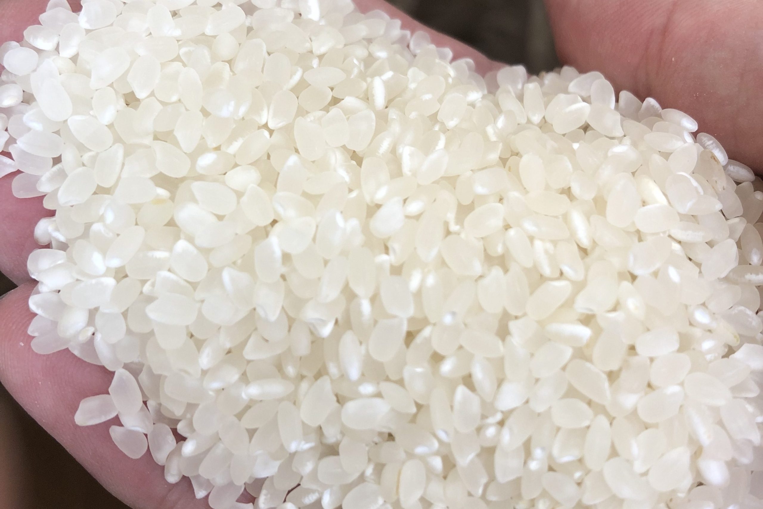 白米の写真。お米は賞味期限の記載がないですが1ヶ月が目安です。